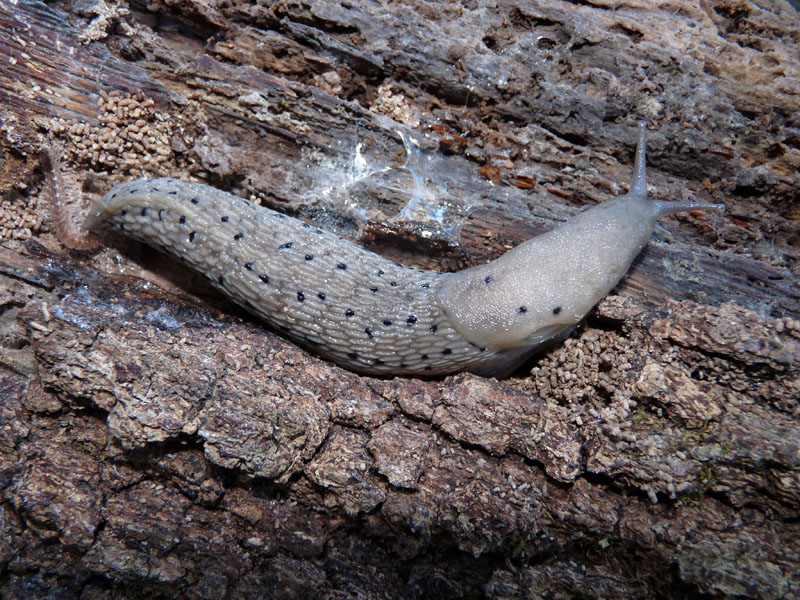 Grande Limax punctulatus o L. redii dal Val Fredda (VA)